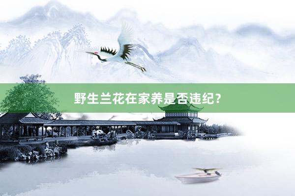 野生兰花在家养是否违纪?